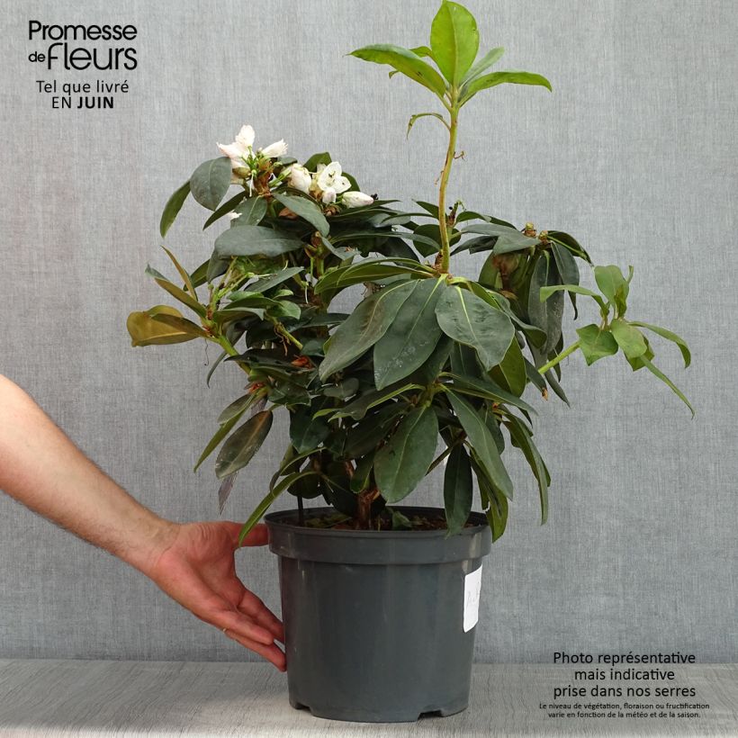 Example of Rhododendron Gomer Waterer Pot de 7,5L/10L as you get in printemps