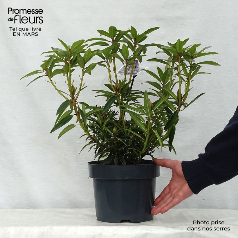 Example of Rhododendron Graziella - Grand Rhododendron Pot de 3L/4L as you get in printemps