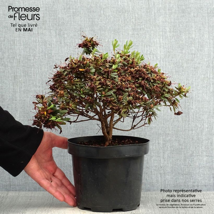 Example of Rhododendron Gristede Pot de 2L/3L as you get in printemps
