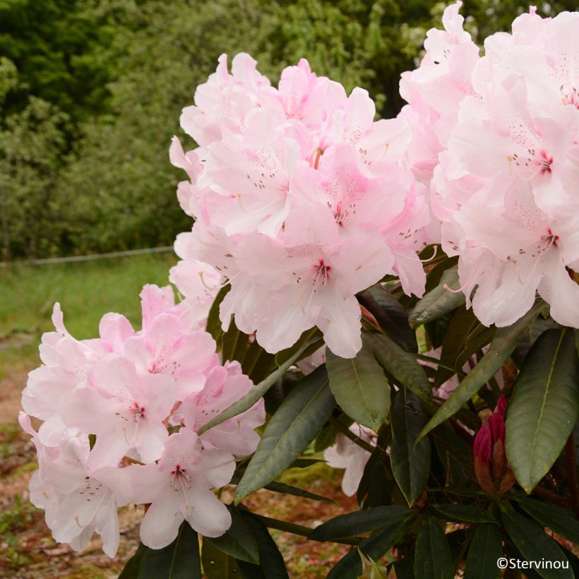 Rhododendron Halopeanum - Grand rhododendron (Flowering)