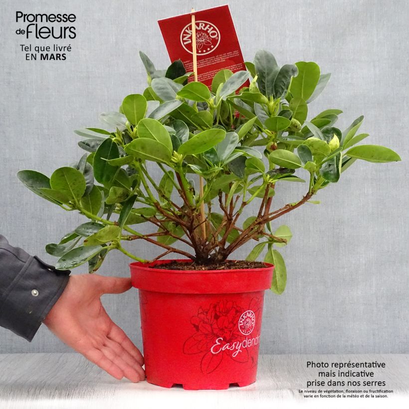 Example of Rhododendron Inkarho Bellini Pot de 4L/5L as you get in printemps