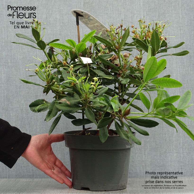 Example of Rhododendron Inkarho Bernstein Pot de 4L/5L as you get in printemps