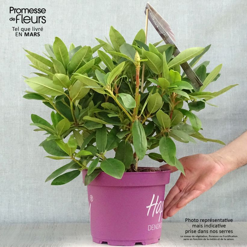 Example of Rhododendron Inkarho Happydendron Pushy Purple Pot de 4L/5L as you get in printemps