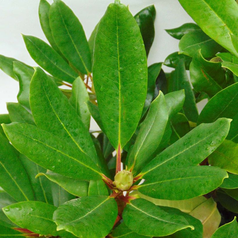 Rhododendron Inkarho Marcel Ménard (Foliage)