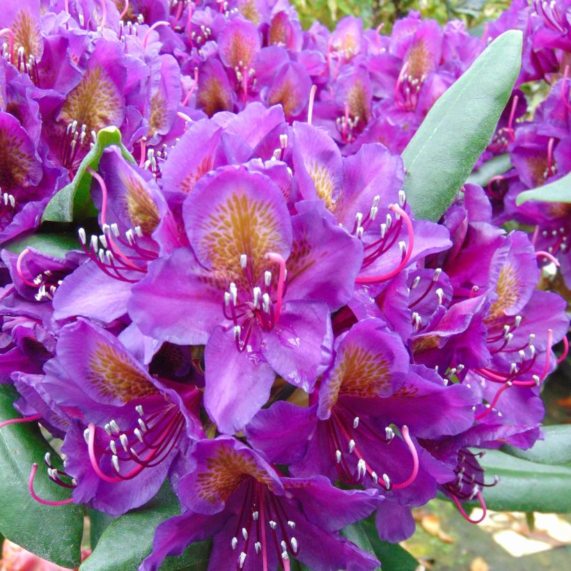 Rhododendron Inkarho Marcel Ménard (Flowering)