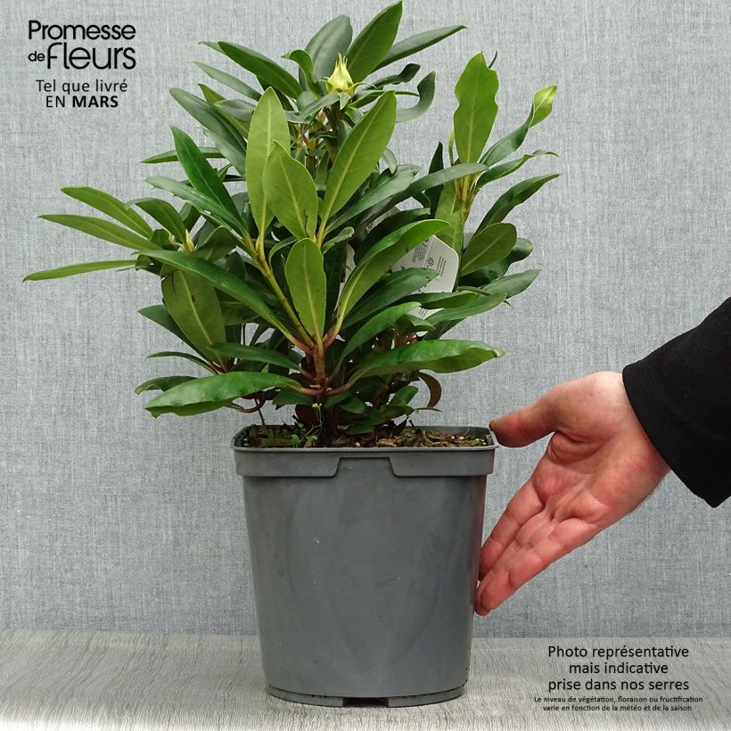 Example of Rhododendron Inkarho Marcel Ménard Pot de 4L/5L as you get in printemps