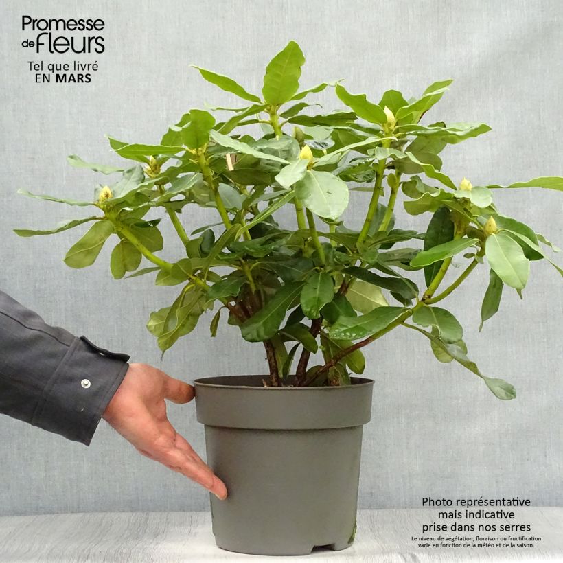 Spécimen de Rhododendron Inkarho  Nova Zembla Pot de 4L/5L tel que livré au printemps
