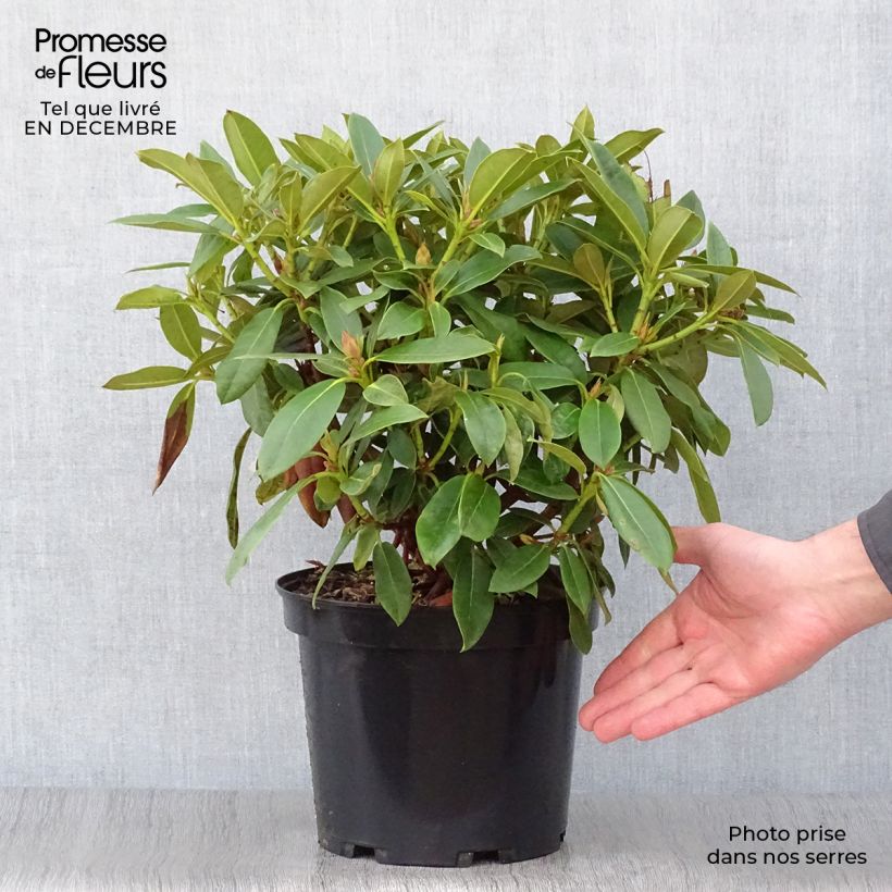 Spécimen de Rhododendron Jingle Bells - Rhododendron nain Pot de 4L/5L tel que livré en hiver