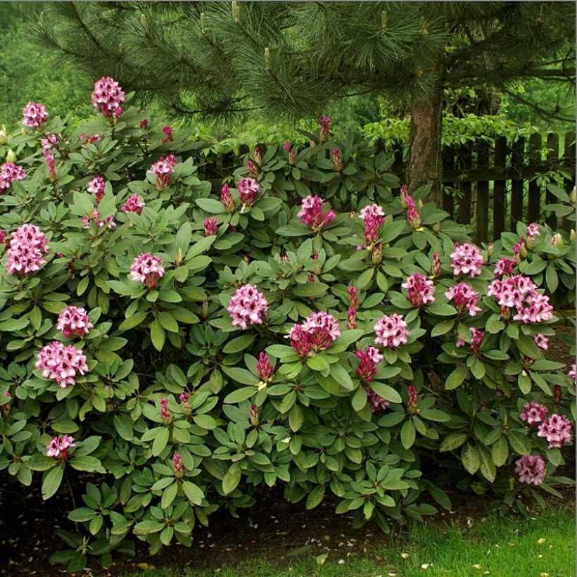 Rhododendron Kokardia (Plant habit)