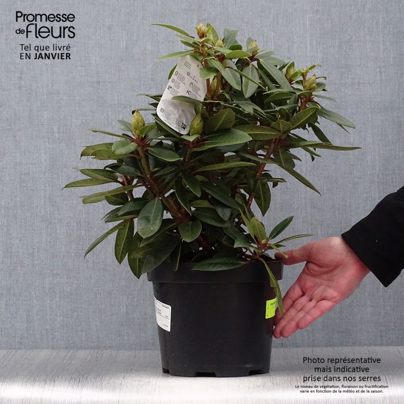 Example of Rhododendron Kokardia Pot de 2L/3L as you get in hiver