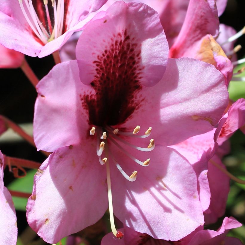 Rhododendron Kokardia (Flowering)