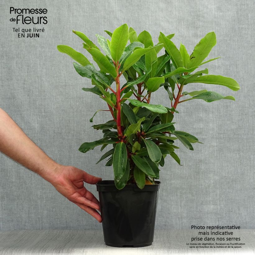 Spécimen de Rhododendron Lem's Monarch - Grand Rhododendron Pot de 4L/5L tel que livré en été