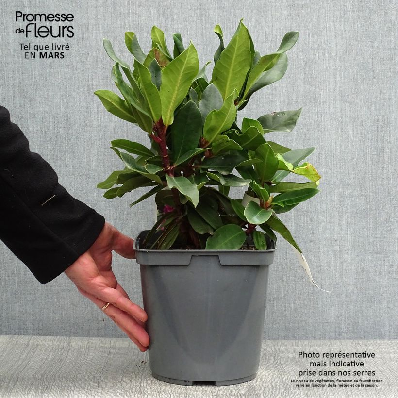 Example of Rhododendron Lem's Monarch - Grand Rhododendron Pot de 4L/5L as you get in printemps