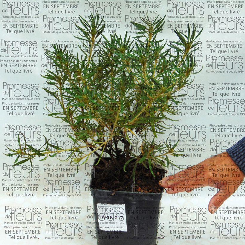 Example of Rhododendron Linearifolium - Rhododendron nain Pot de 2L/3L as you get