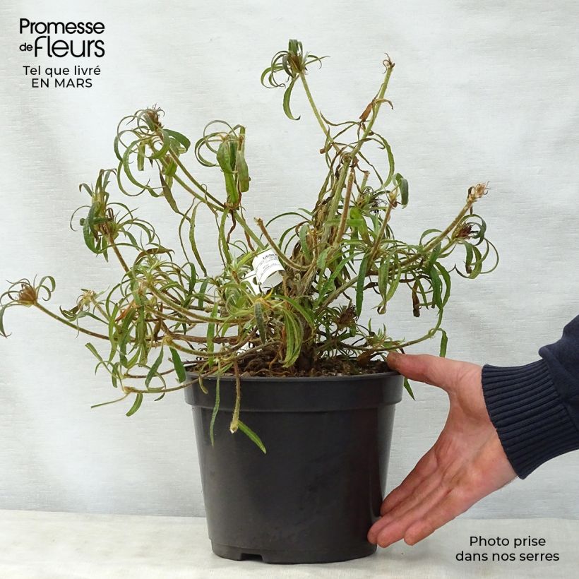 Example of Rhododendron Linearifolium - Rhododendron nain Pot de 4L/5L as you get in printemps