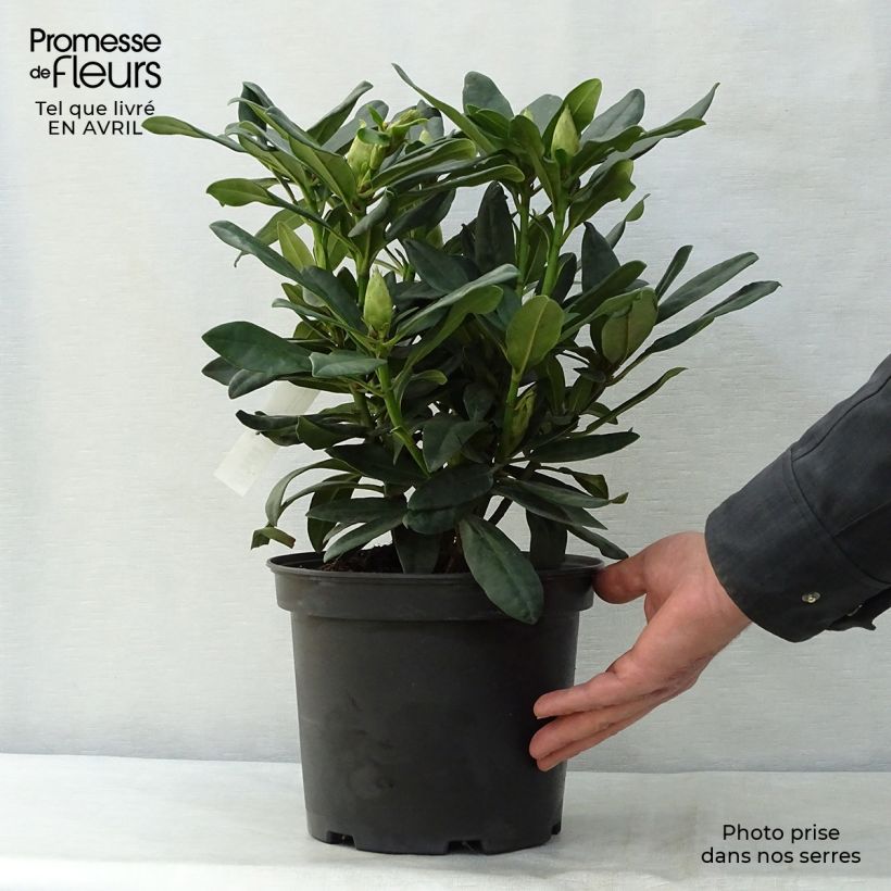 Example of Rhododendron Madame Masson - Grand Rhododendron Pot de 4L/5L as you get in printemps