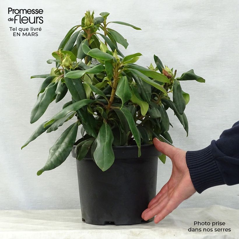 Example of Rhododendron Marcel Ménard  Pot de 3L/4L as you get in printemps