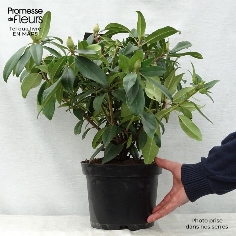 Example of Rhododendron Marie Forte (Madame Fortier) - Grand Rhododendron Pot de 4L/5L as you get in printemps