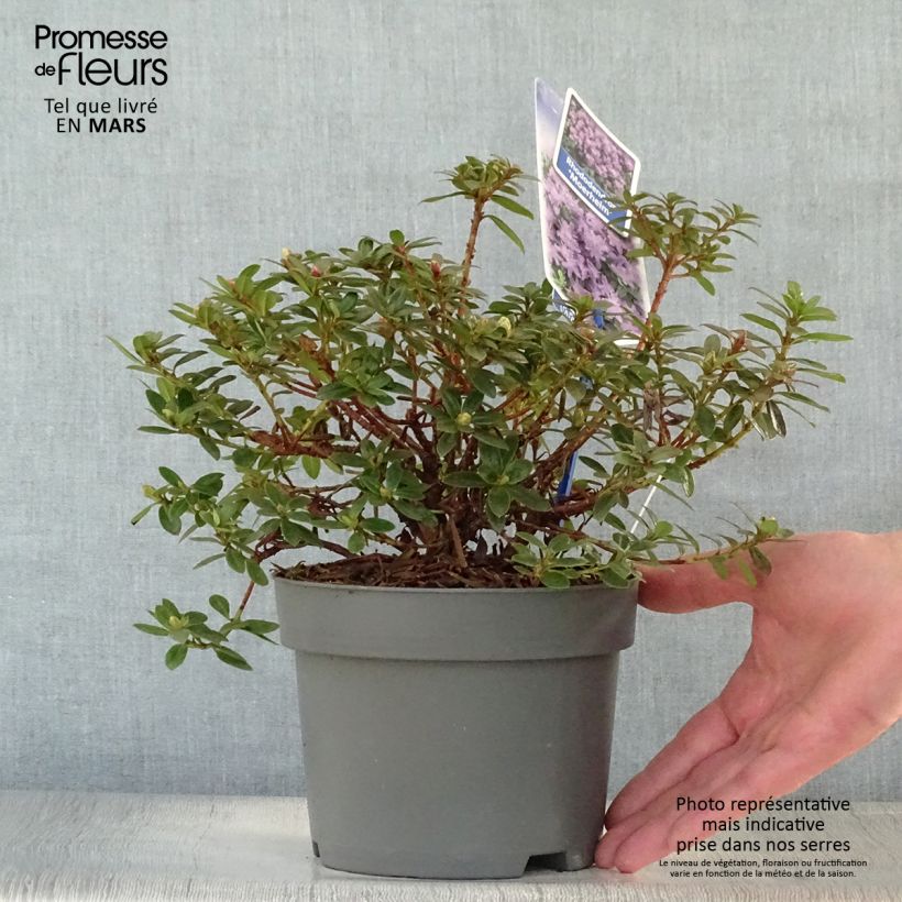 Spécimen de Rhododendron Moerheim - Rhododendron nain Pot de 2L/3L tel que livré au printemps