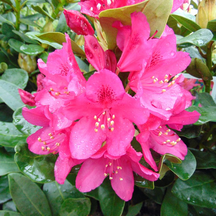 Rhododendron Nova Zembla - Grand Rhododendron (Flowering)
