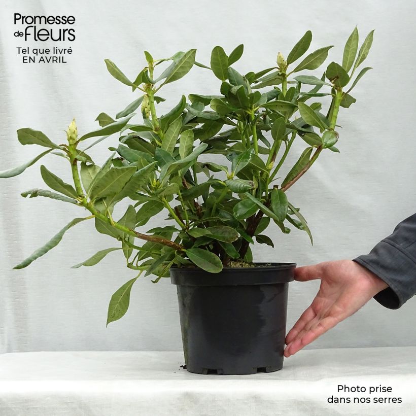 Example of Rhododendron Nova Zembla - Grand Rhododendron Pot de 4L/5L as you get in printemps