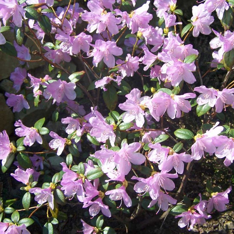 Rhododendron Praecox - Rhododendron nain (Flowering)