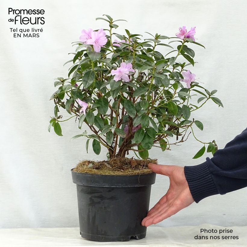 Example of Rhododendron Praecox - Rhododendron nain Pot de 2L/3L as you get in printemps