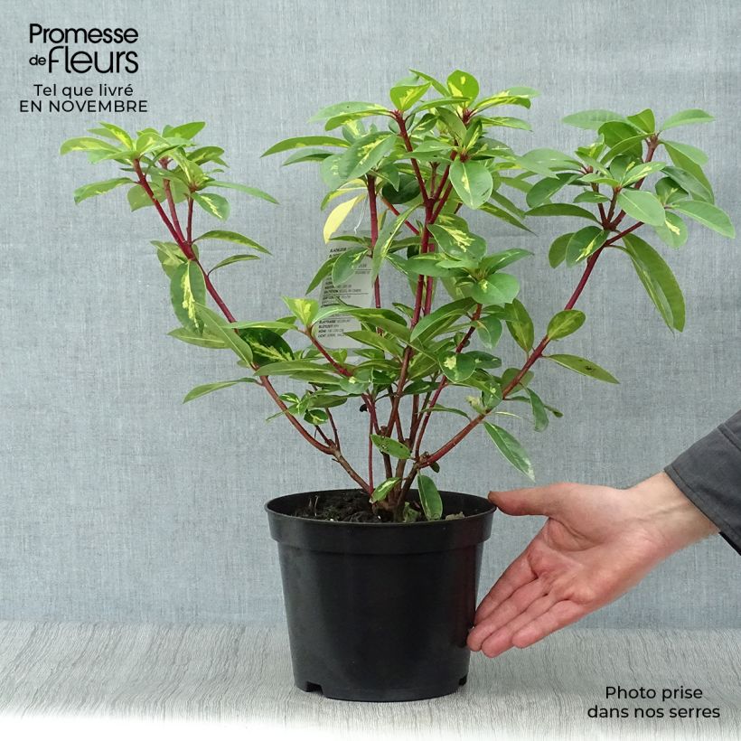 Spécimen de Rhododendron Président Roosevelt - Grand Rhododendron Pot de 4L/5L tel que livré en automne