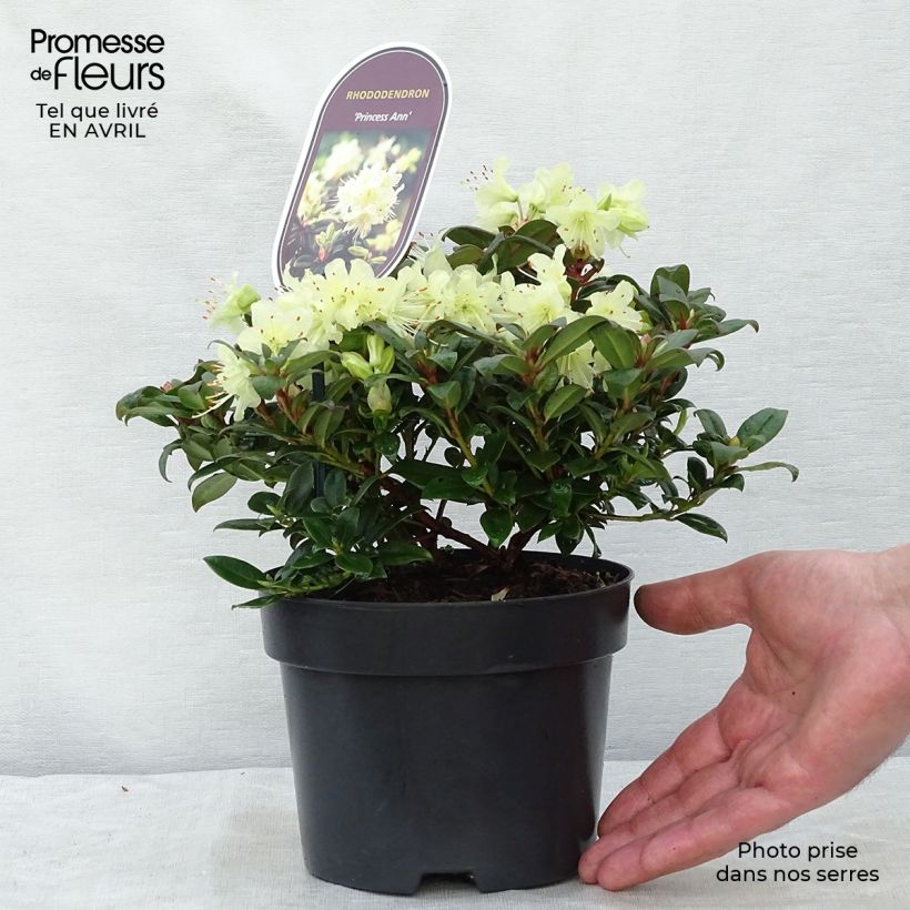 Example of Rhododendron Princess Anne - Rhododendron nain Pot de 2L/3L as you get in printemps