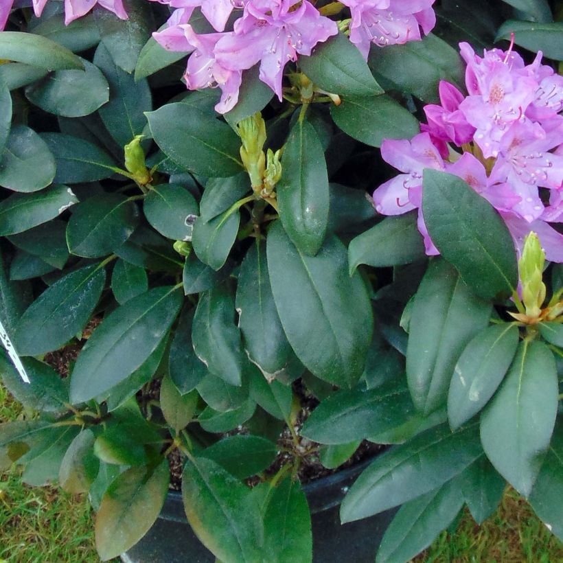 Rhododendron Roseum Elegans - Grand rhododendron (Foliage)