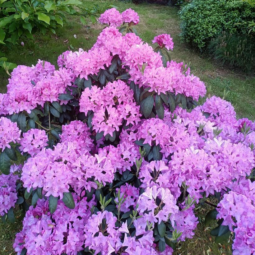 Rhododendron Roseum Elegans - Grand rhododendron (Plant habit)