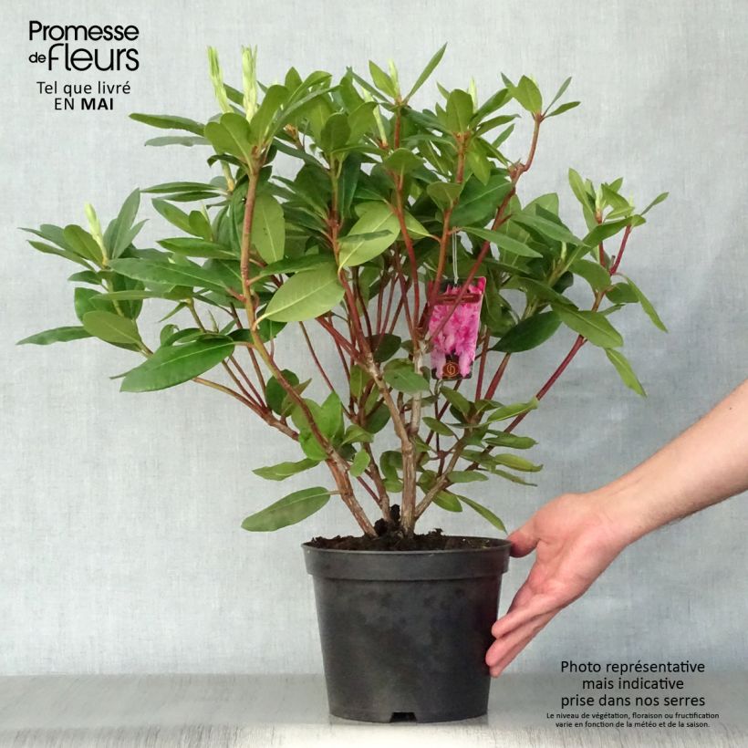 Example of Rhododendron Roseum Elegans - Grand rhododendron Pot de 4L/5L as you get in printemps