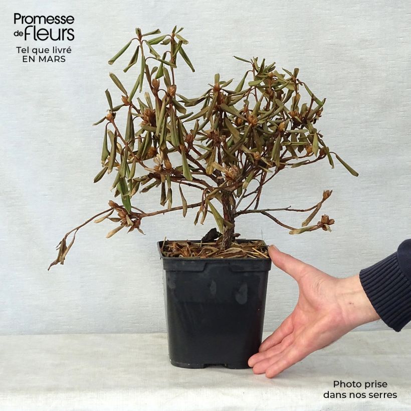 Spécimen de Rhododendron Saffron Queen - Rhododendron nain Pot de 3L/4L tel que livré au printemps
