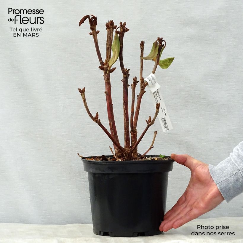 Example of Rhododendron Sir Charles Lemon - Grand rhododendron. Pot de 4L/5L as you get in printemps