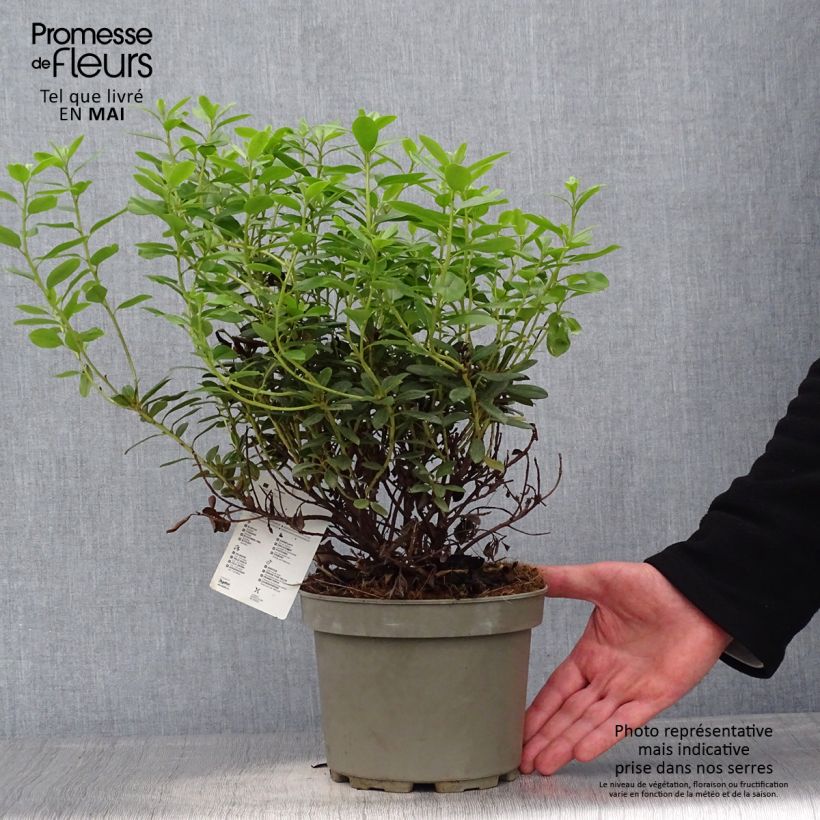 Example of Rhododendron Snipe Pot de 2L/3L as you get in printemps