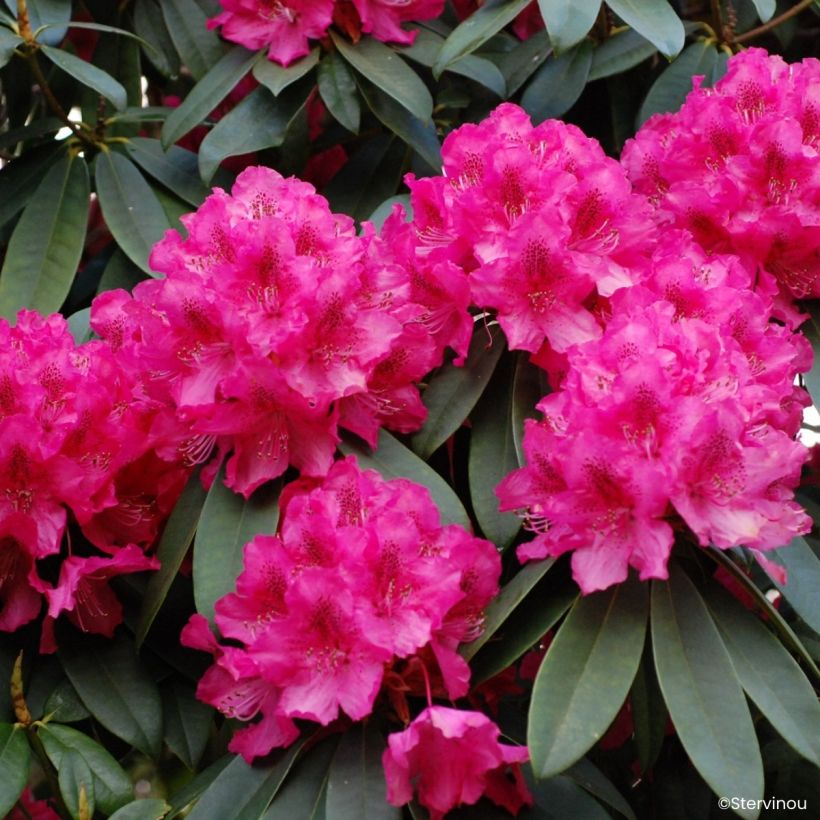 Rhododendron Souvenir de J. Broughton - Grand rhododendron (Flowering)