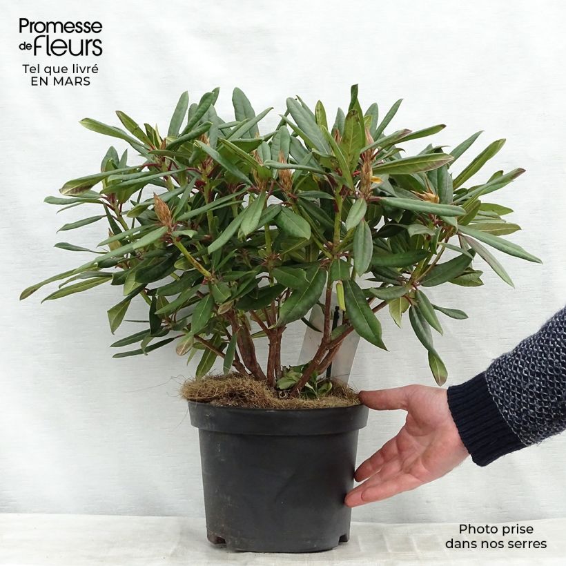 Spécimen de Rhododendron Tortoiseshell Orange Pot de 4L/5L tel que livré au printemps