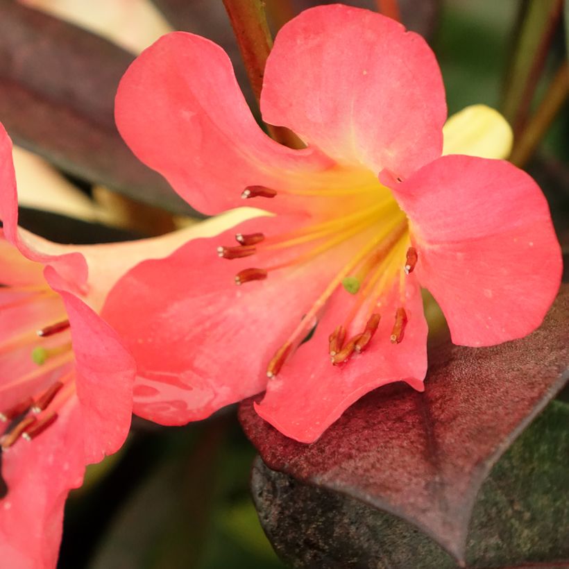 Rhododendron vireya Strawberry Parfait (Floraison)
