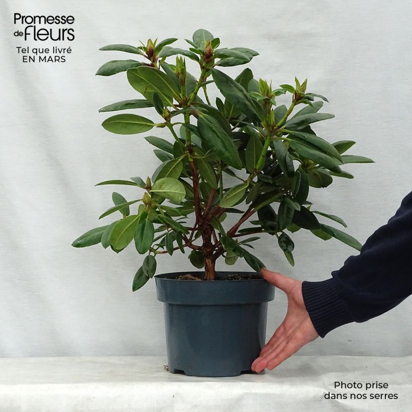 Spécimen de Rhododendron Virginia Richards - Petit Rhododendron Pot de 4L/5L tel que livré au printemps