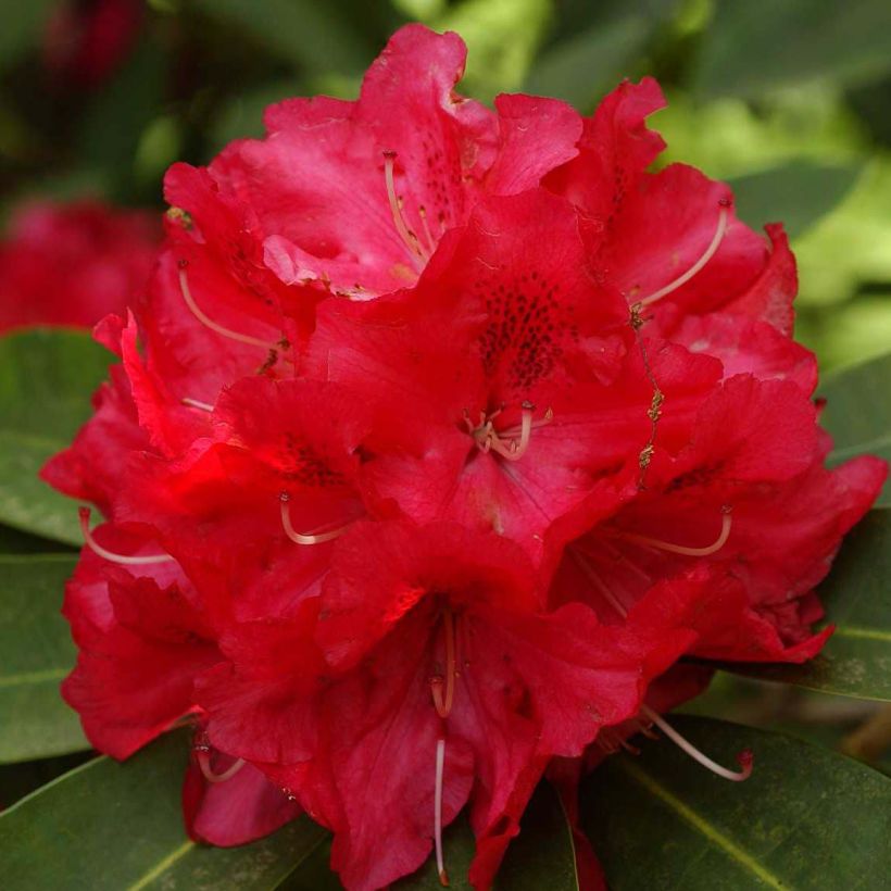 Rhododendron Wilgen's Ruby (Flowering)