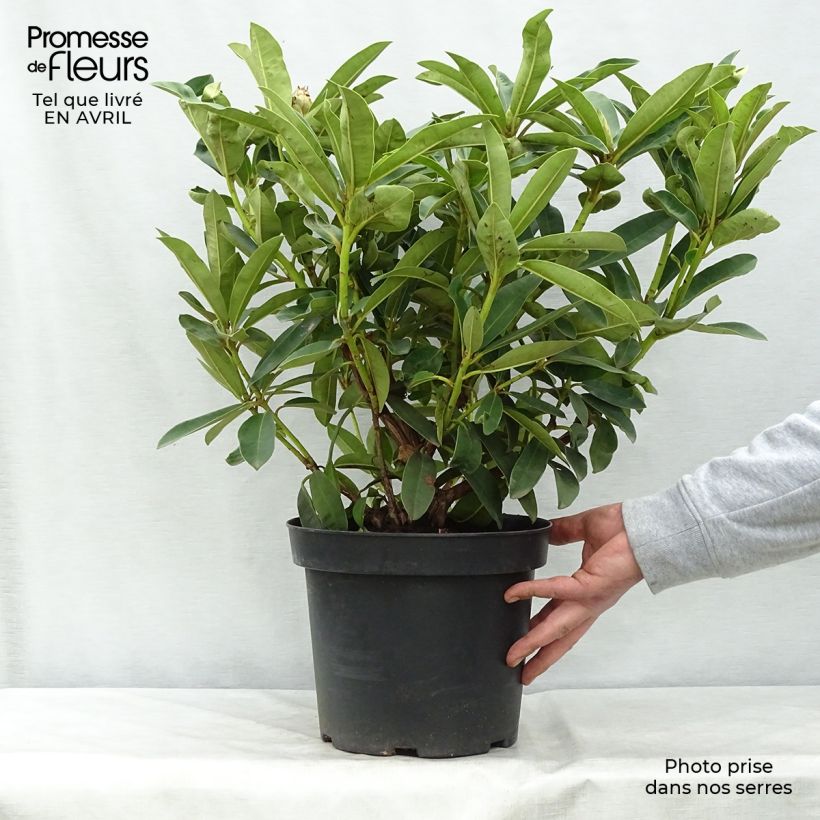 Example of Rhododendron Wilgen's Ruby Pot de 4L/5L as you get in printemps