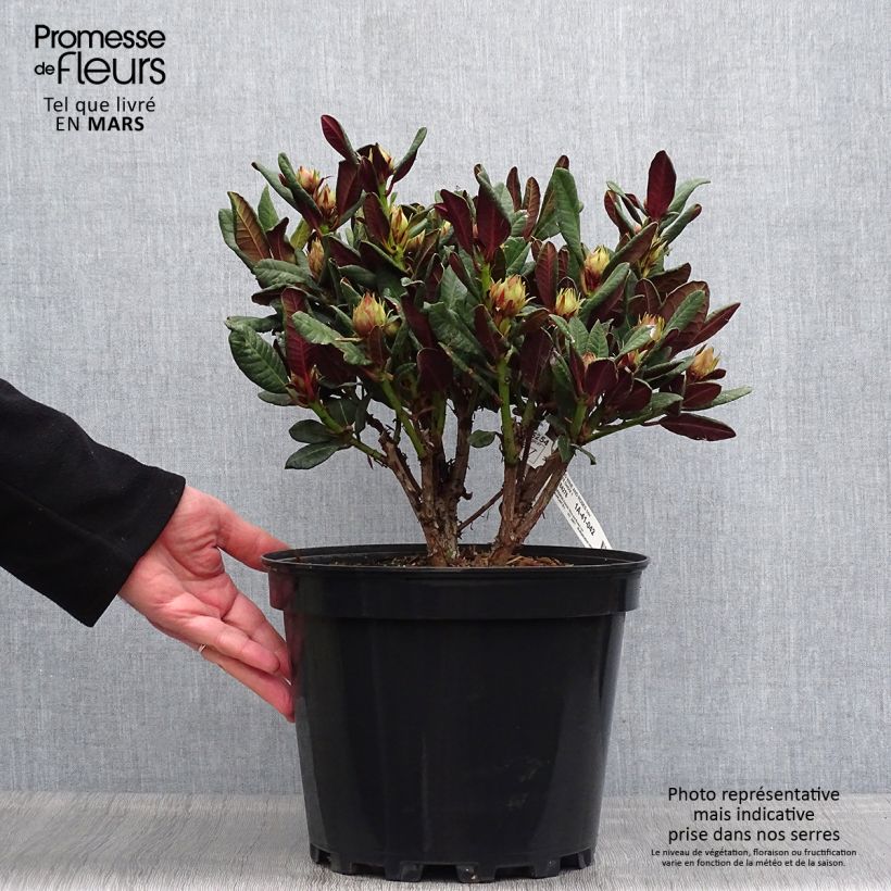 Example of Rhododendron Wine & Roses Pot de 6L/7L as you get in printemps