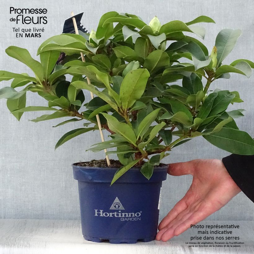 Example of Rhododendron XXL Pot de 2L/3L as you get in printemps