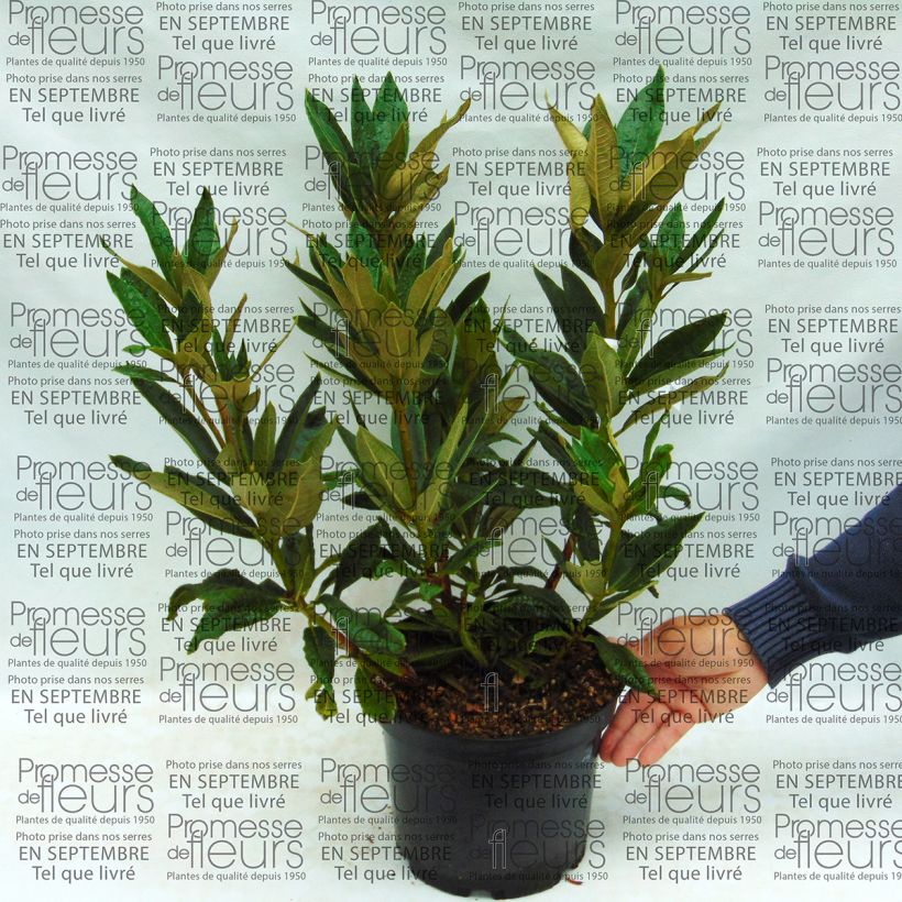 Exemple de spécimen de Rhododendron arboreum Rouge - Grand Rhododendron Pot de 12L/15L tel que livré