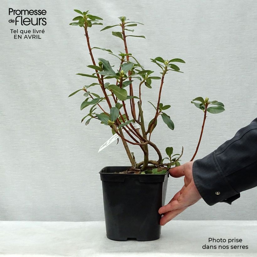 Spécimen de Rhododendron cinnabarinum - Grand rhododendron Pot de 3L/4L tel que livré au printemps