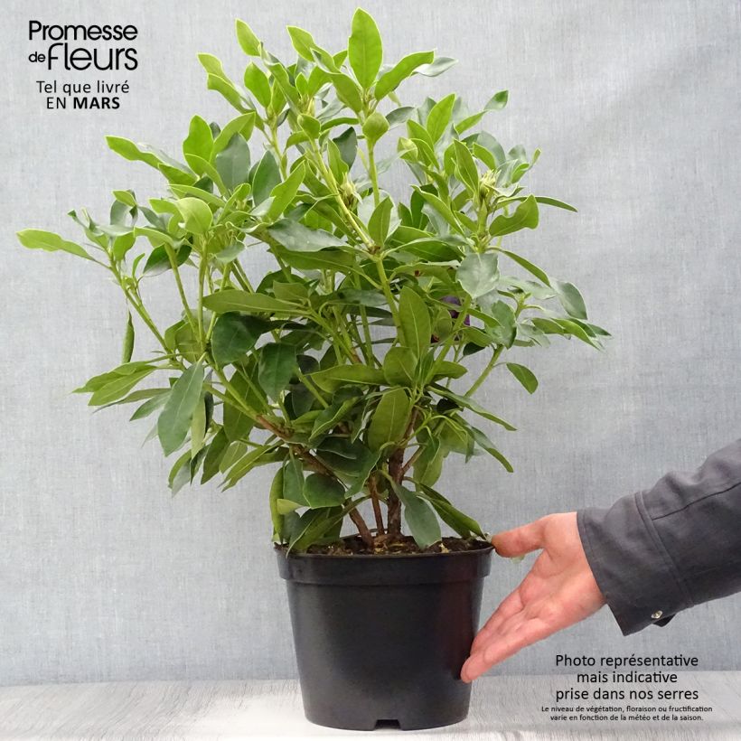 Example of Rhododendron hybride Blue Jay Pot de 4L/5L as you get in printemps