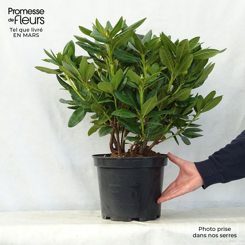 Spécimen de Rhododendron hybride Cosmopolitan Pot de 7,5L/10L tel que livré au printemps