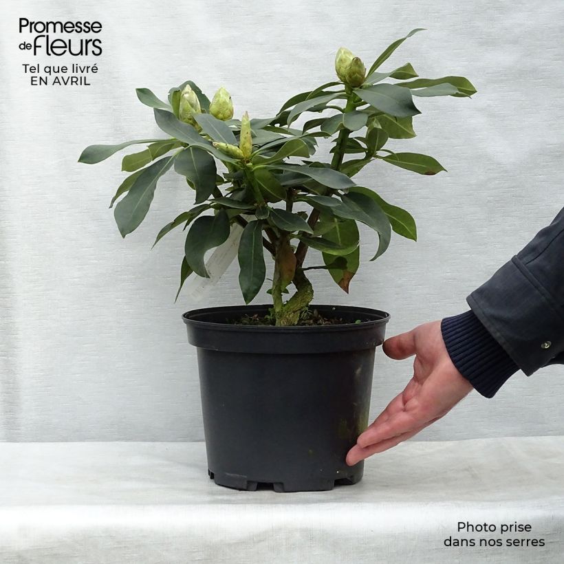 Spécimen de Rhododendron hybride Janet Ward Pot de 4L/5L tel que livré au printemps