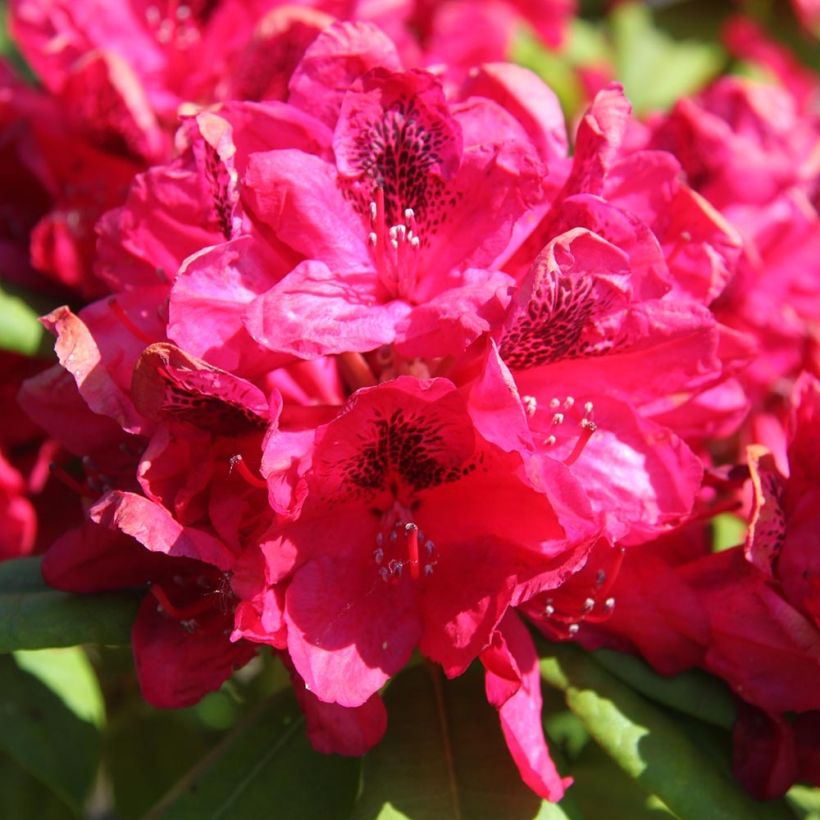 Rhododendron hybride Lord Roberts (Flowering)