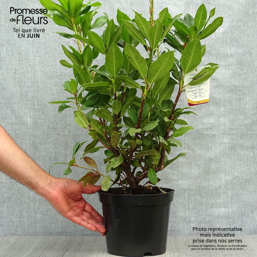Spécimen de Rhododendron hybride Lord Roberts Pot de 4L/5L tel que livré en été